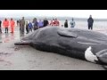 Dungarvan Sperm Whale Beached Ireland Aug 2011 Connigear Ring An Rinn Gaeltacht Waterford