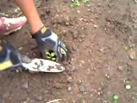 how to transplant snow peas