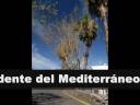 �rboles y arbustos de nuestro municipio