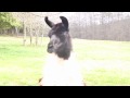 SIFAT Promo Video