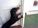 Perro salchicha abre la puerta (RESUBIDO)