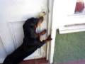 Perro salchicha abre la puerta (RESUBIDO)