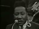 MojoMuddyCotton