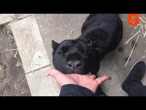 Cachorro de pantera intenta amamantarse de los dedos de su criador