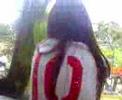 Anglo 2007