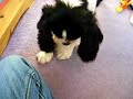My Cavalier King Charles Spaniel
