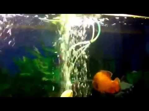 how to provide oxygen for fish