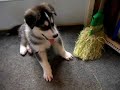 Alaskan   Malamute  Puppies 6 wks