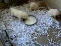 Puppies