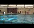 Aqua Club Dolphin Yunus Gösterisi 1 Genç Osman İlköğretim 