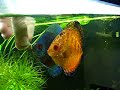 Alimentando os Discus com Tubifex. Eles adoram! 