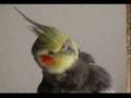 Jake the cockatiel with Leo Laporte on TV show