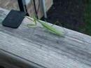 Dancing Mantid Dancing Mantid