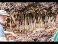 Shelter Series: Debris Hut Part One