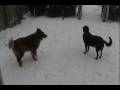 videos de Rolling in the snow