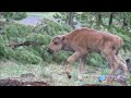 Click here to watch this video Baby Bison Orphan.wmv