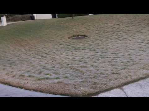 how to kill lawn fungus