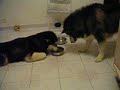 Funny alaskan malamute dog Share food 雪橇狗狗分享食物.MOV
