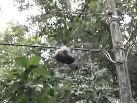 Sloth