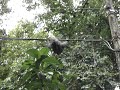 Sloth Sloth