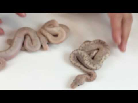 YouTube reptile video