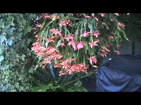 how to fertilize a christmas cactus