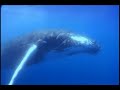 The Whale Game