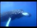 The Whale Game
