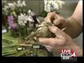 Brian, the orchid guy? live at the Pacific Orchid Exposition Brian, the orchid guy? live at the Pacific Orchid Exposition