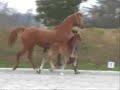 Serafina Serafina