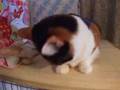 ぬいぐるみを運ぶ猫