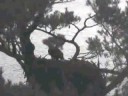 Maine Bald eagle 11/03/08 ...5:40 AM