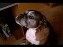 Boxer Dog Duet Starring Jada and Layla The Singing Boxers