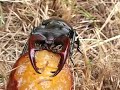 feeding stag beetle