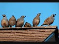 Blå Øjne - Fiskene i havet , Chipmunk [DKz-ASE]