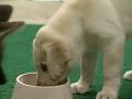 \"Dog Tales\" episode D-127 promo \"Dog Tales\" episode D-127 promo