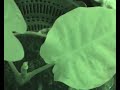 Croissance colocasia