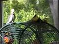 Cockatiel whistles complex, original music
