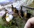 Feeding-wild-Ducks-o