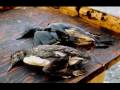 Tar Sands and Tankers Part 3: The Exxon Valdez Tar Sands and Tankers Part 3: The Exxon Valdez