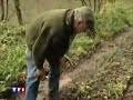 Le Loup dans la Montagne Noire.