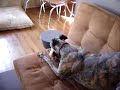 greyhound with toy greyhound with toy