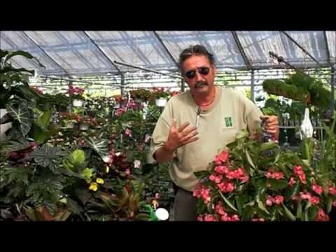how to fertilize hanging baskets