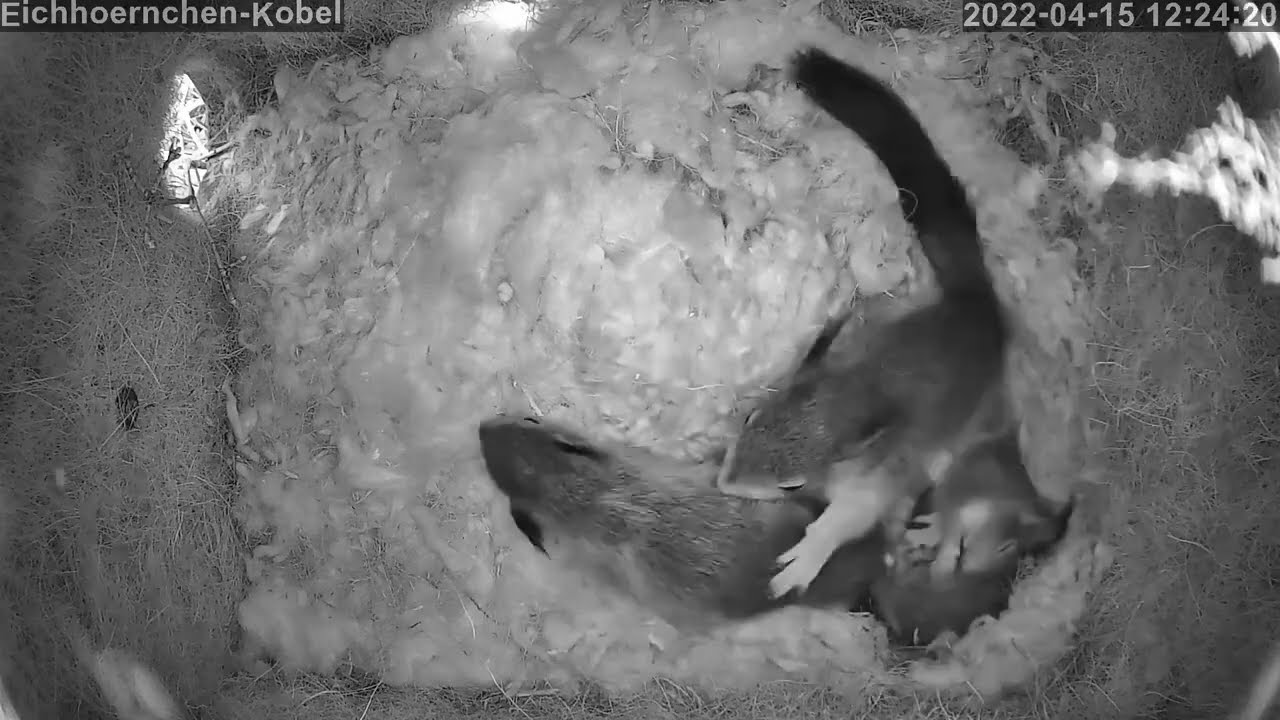 Action im Eichhörnchen-Nest mit 4 jungen Hörnchen! | 15.04.2022