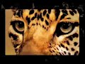 Tiger HiFi - Maneater