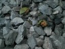 Burning Ants
