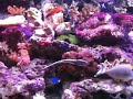 Marine Tank 10