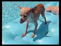 Chihuahuas Floating On A Raft