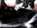 videos de Jordan and Liang-Yi cuddling in bed