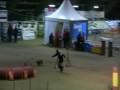 videos de Sheva Agility 3 Voghera 040109